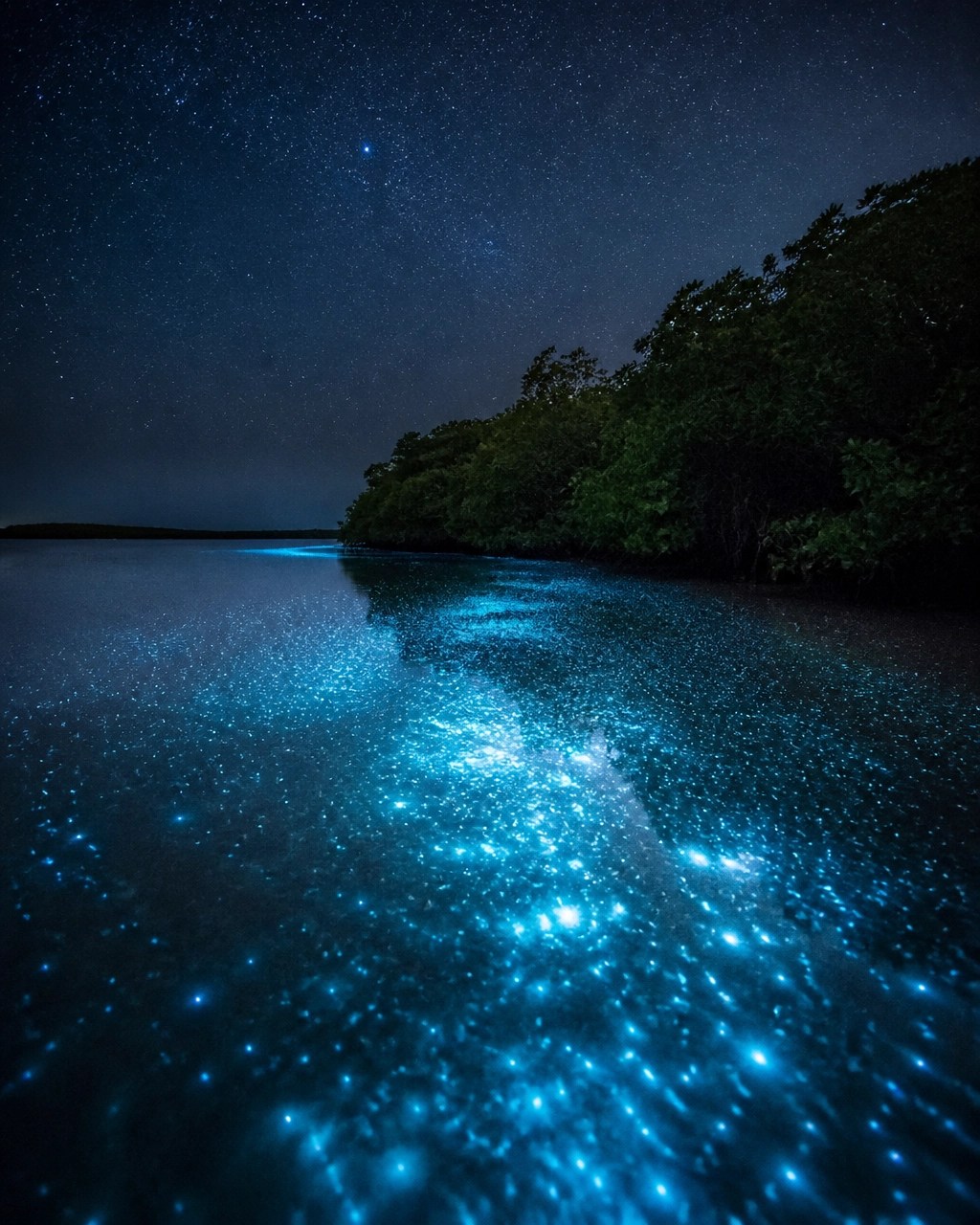 A Puerto Rico bioluminescent bay glowing with subtle blue-green light beneath a clear, star-filled night sky