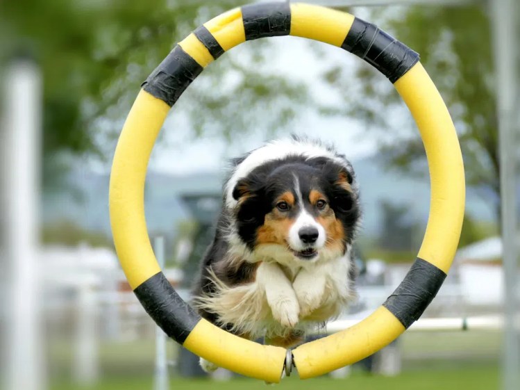 A border collie jumping through an agility hoop