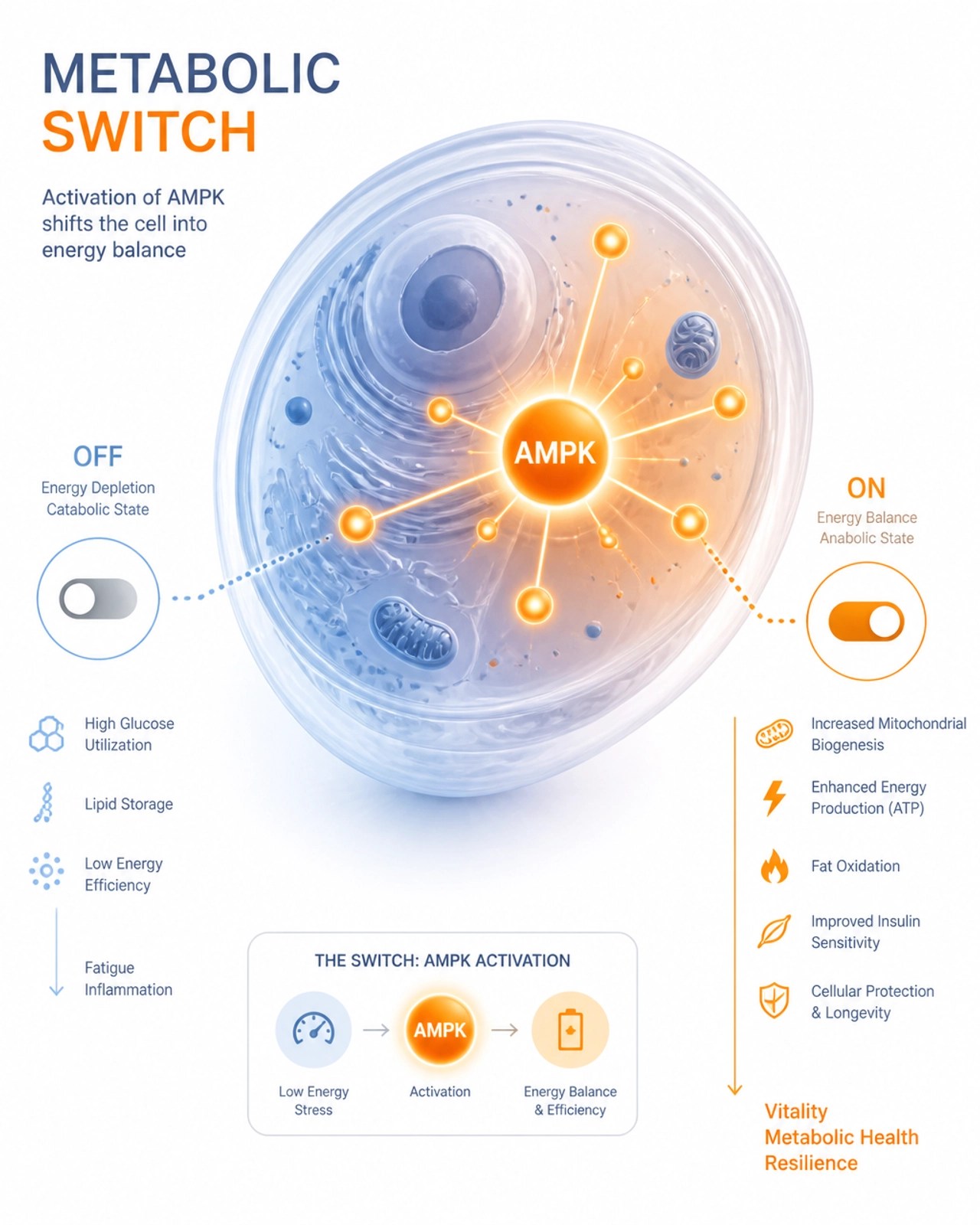 Abstract illustration of the AMPK metabolic switch activation within a cell