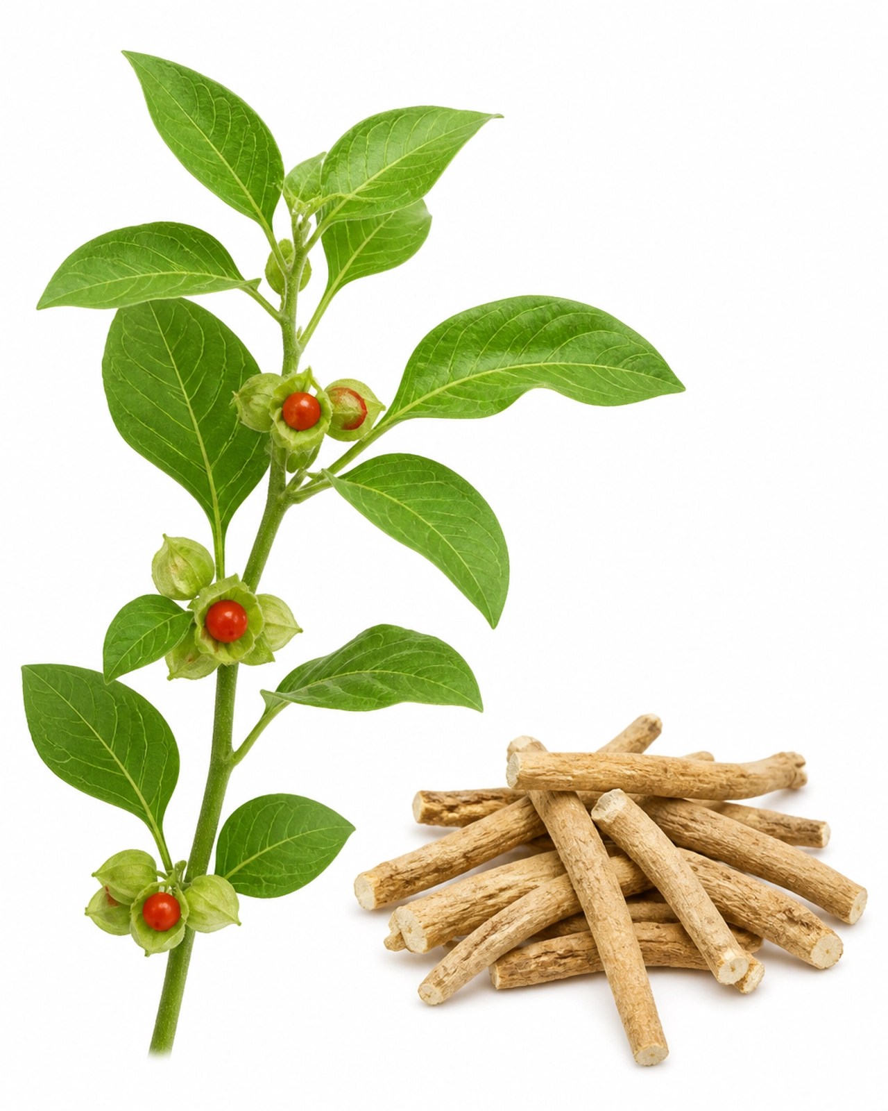 Detalle botánico de la planta Ashwagandha, sus bayas rojas y raíces secas