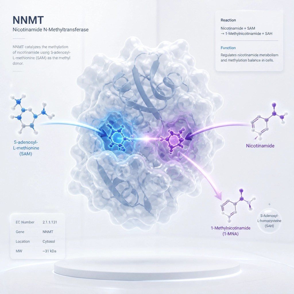 Abstract 3D representation of the NNMT enzyme structure and metabolic pathway.