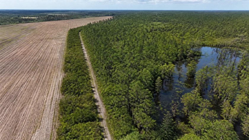 Aerial view showing the interface between a cleared field, pine flatwoods, wetland, and vegetated buffer
