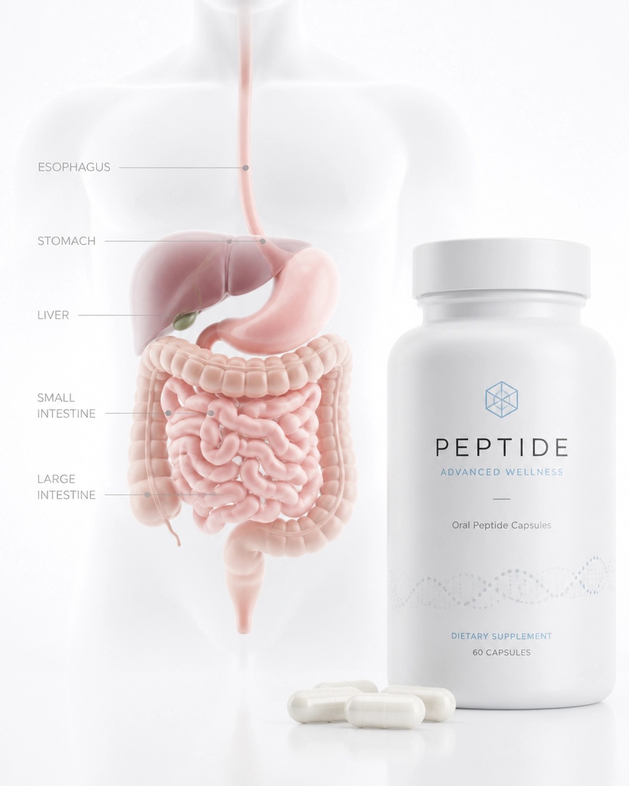 Minimalist clinical representation of the digestive system and oral capsules