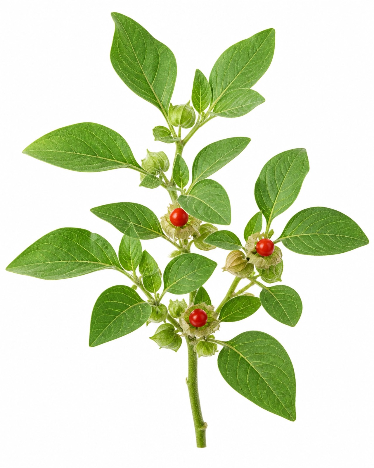 Ilustración botánica de la planta Withania somnifera con sus hojas verdes y frutos rojos