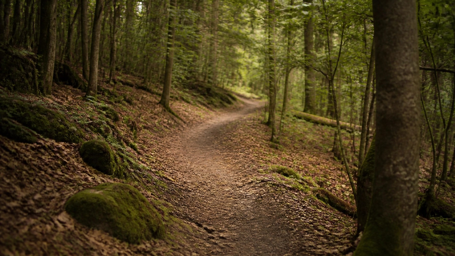 A winding dirt path through a quiet woodland, representing the journey of resilience and the road ahead.