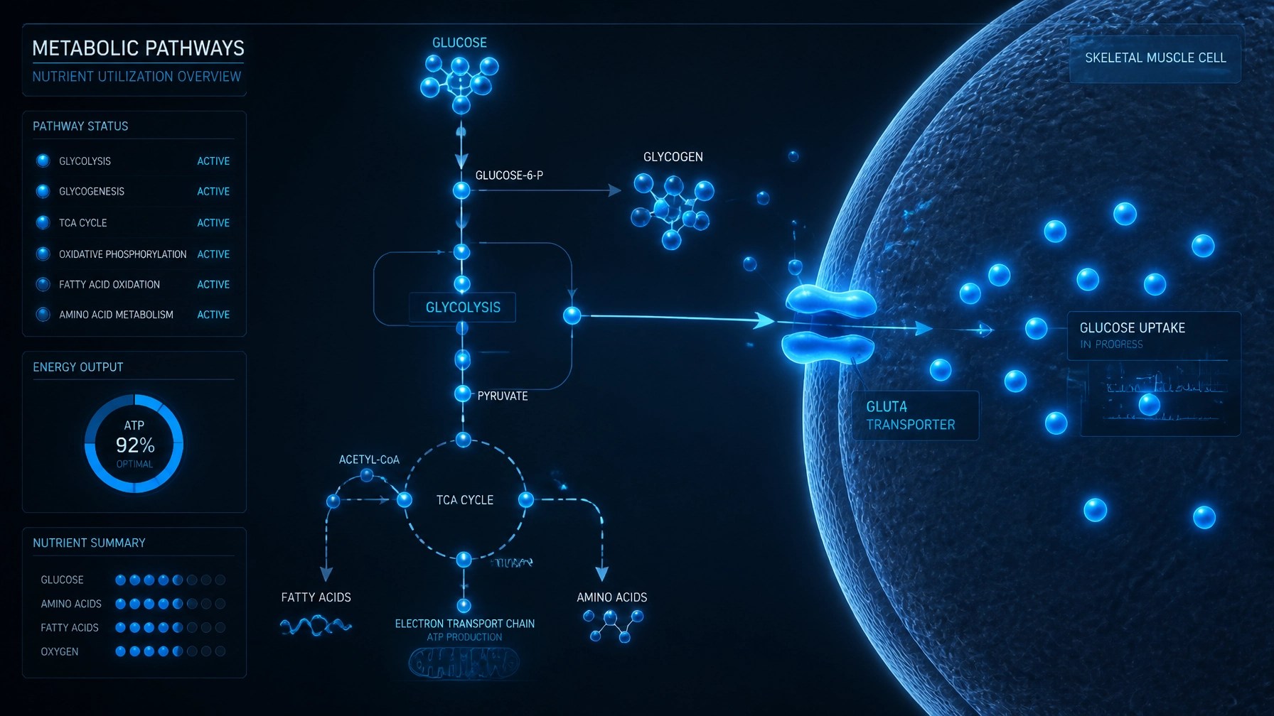 Visualization of nutrient shuttling and glucose transport into muscle cells