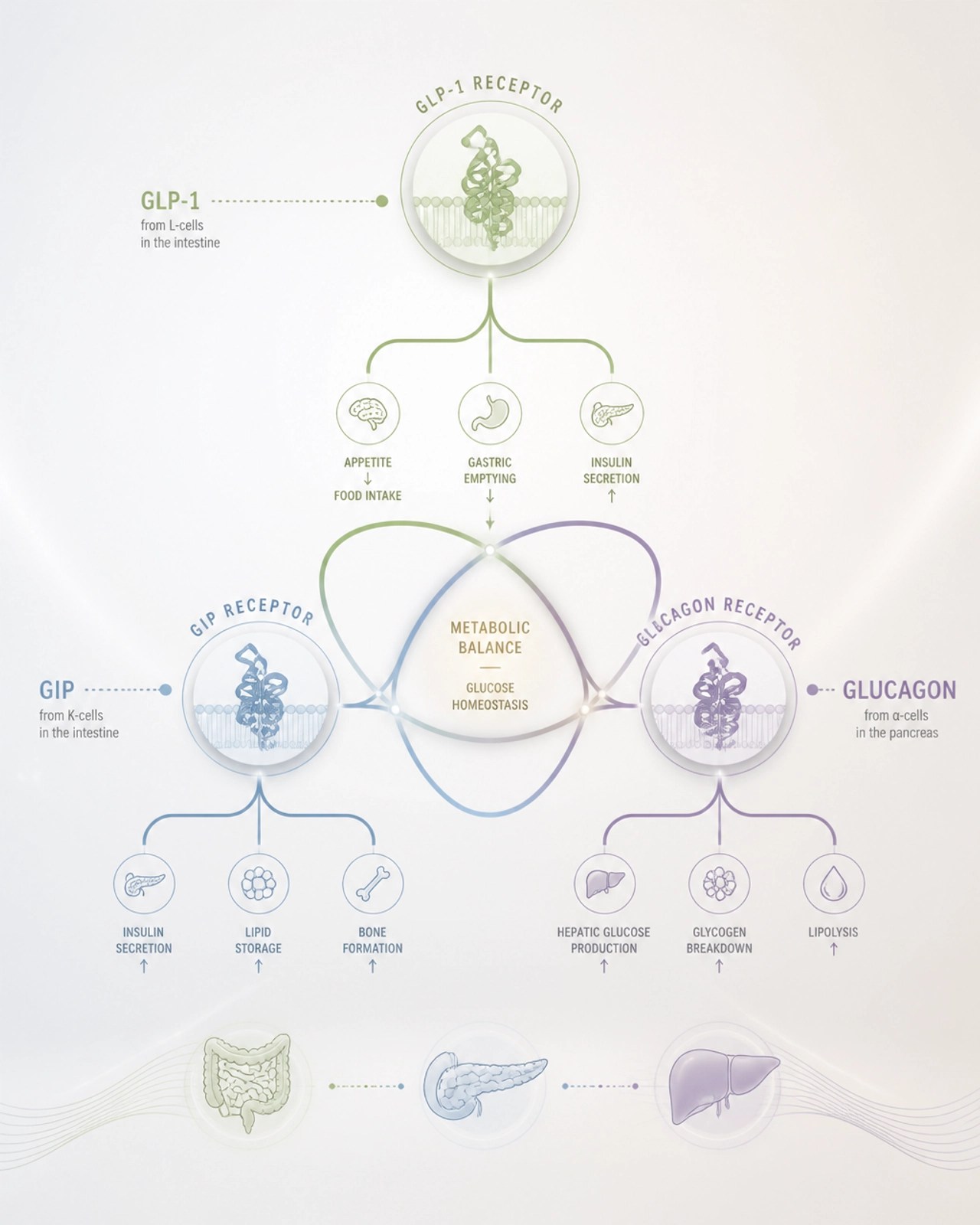 Abstract metabolic receptor pathways