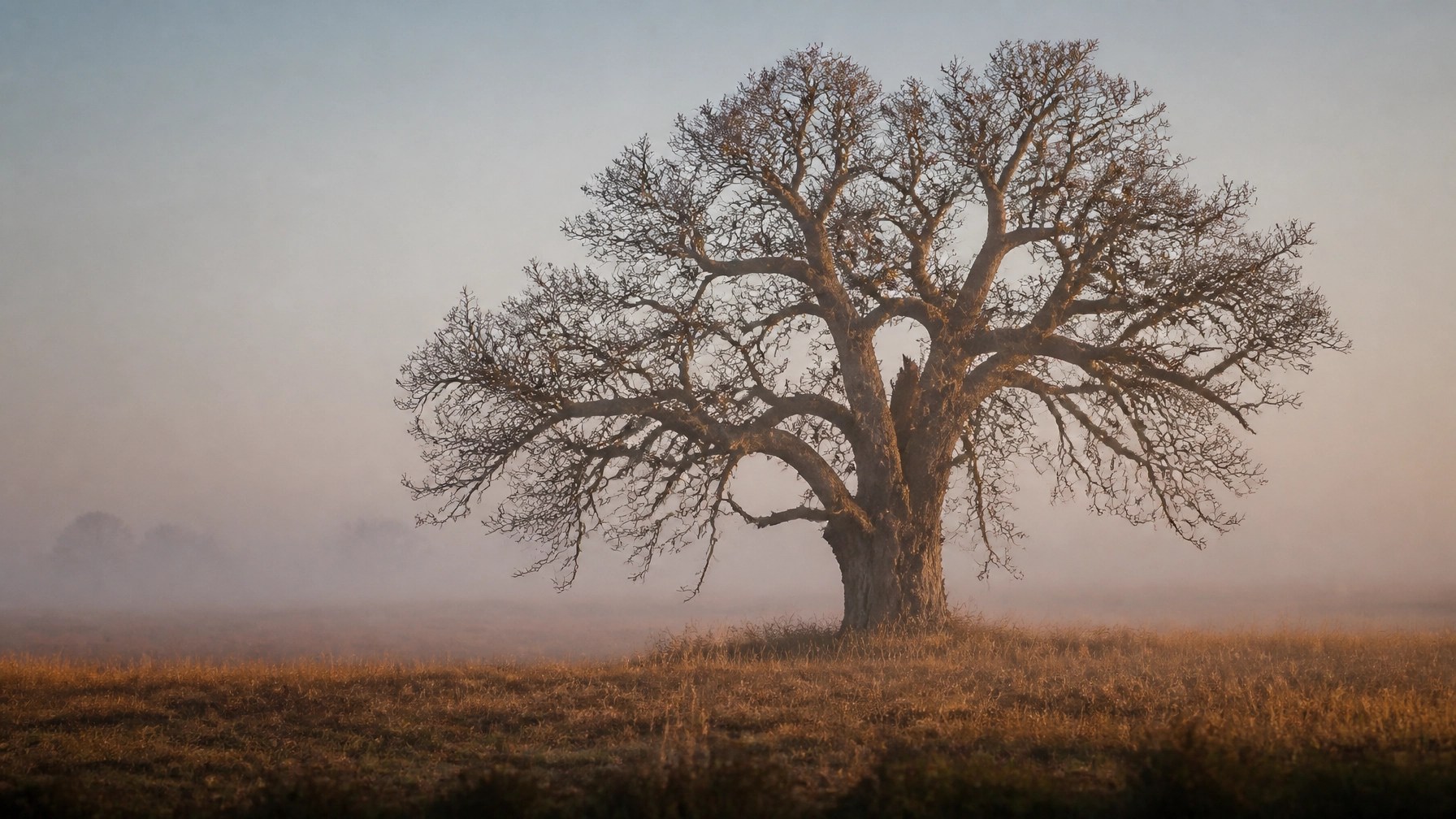A minimalist and contemplative photograph of a single, ancient tree in a vast field, symbolizing the solitude and endurance of Elijah under the broom tree.