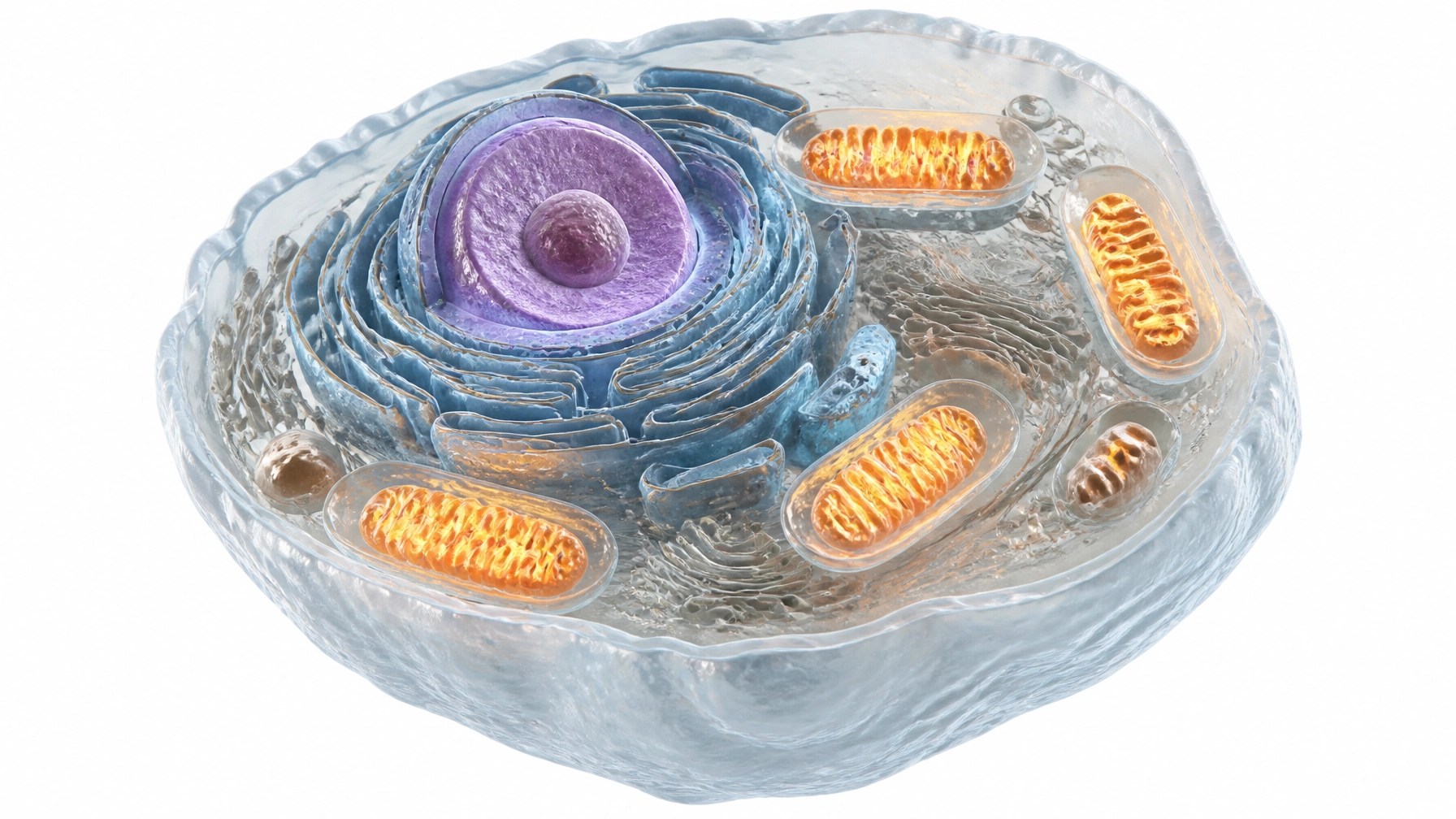 Mitochondria Power Cell Visualization