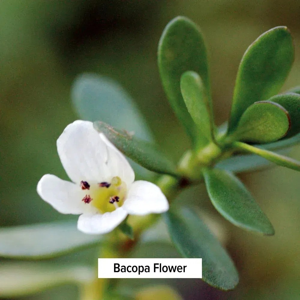 Primer plano de la flor de Bacopa (Brahmi), símbolo de claridad mental y uno de los componentes clave en la suplementación natural para la memoria en Ayurveda.