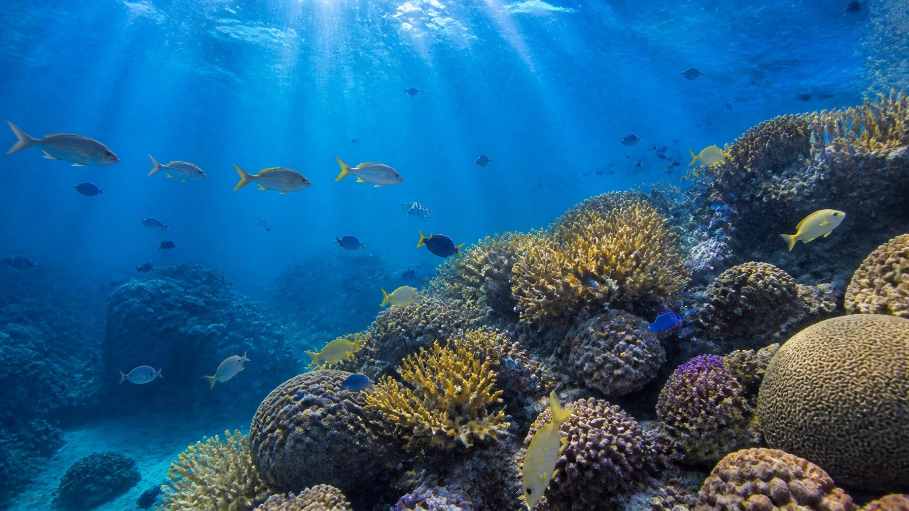 Vivid Tobago coral reef with tropical fish in clear sapphire water