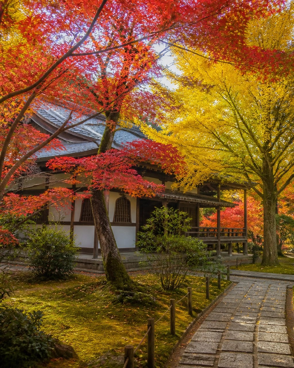 Serene Kyoto temple garden framed by vivid red maple and golden ginkgo leaves in daylight