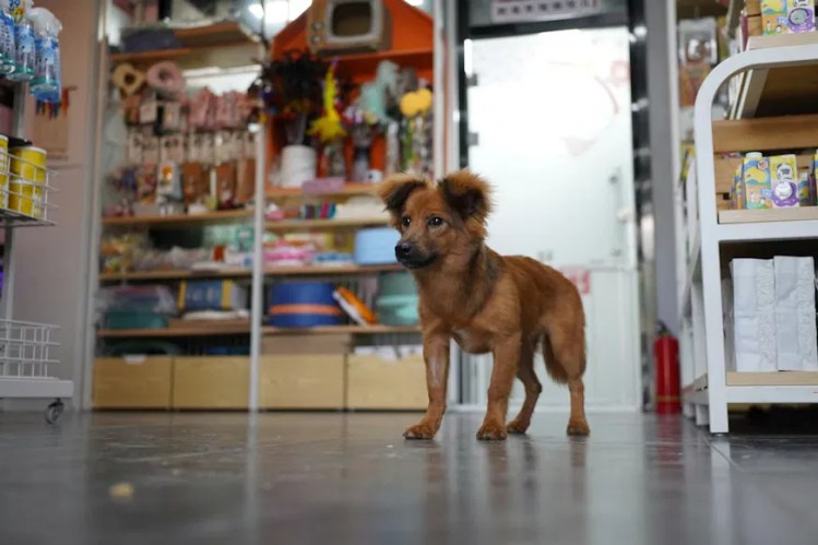 A small dog in a pet supply aisle, perfect for highlighting pet safety and retail products.