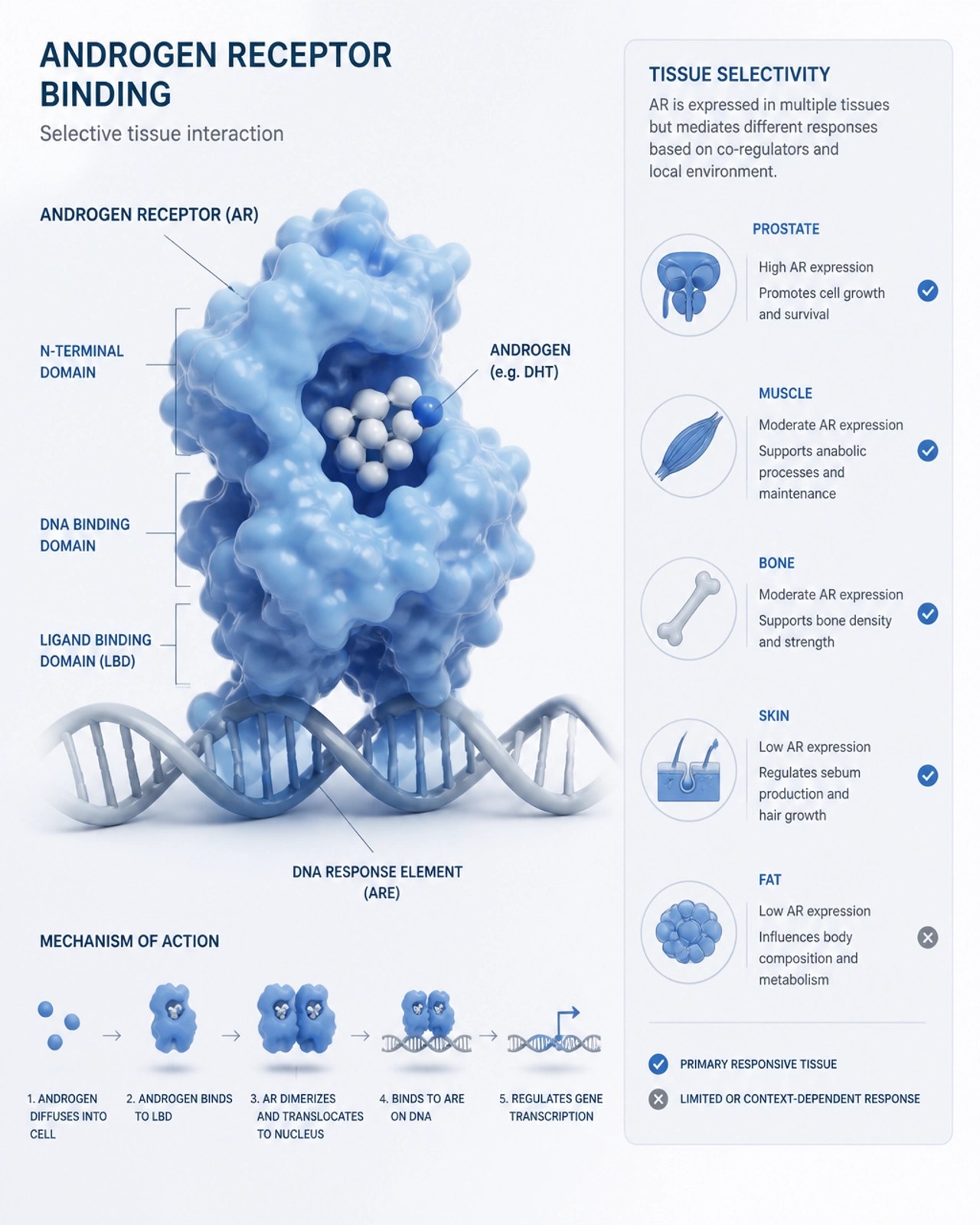 3D scientific illustration of androgen receptor binding