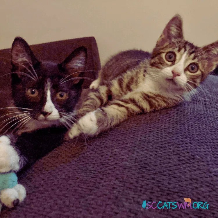 Two young rescue cats, one tuxedo and one tabby, are relaxing together on a couch, displaying trust and comfort.