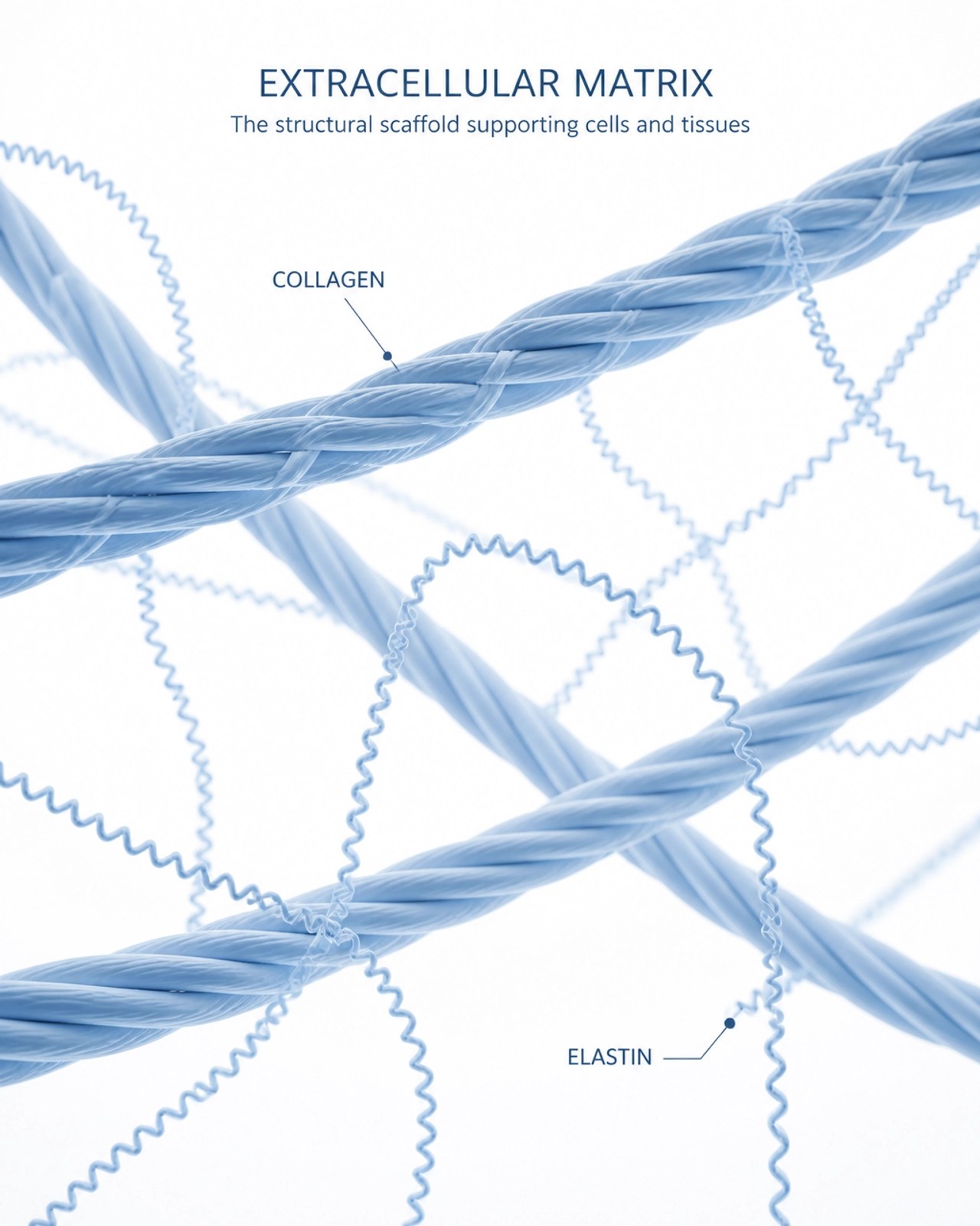 The Extracellular Matrix (ECM): The protein scaffold GHK-Cu helps reorganize