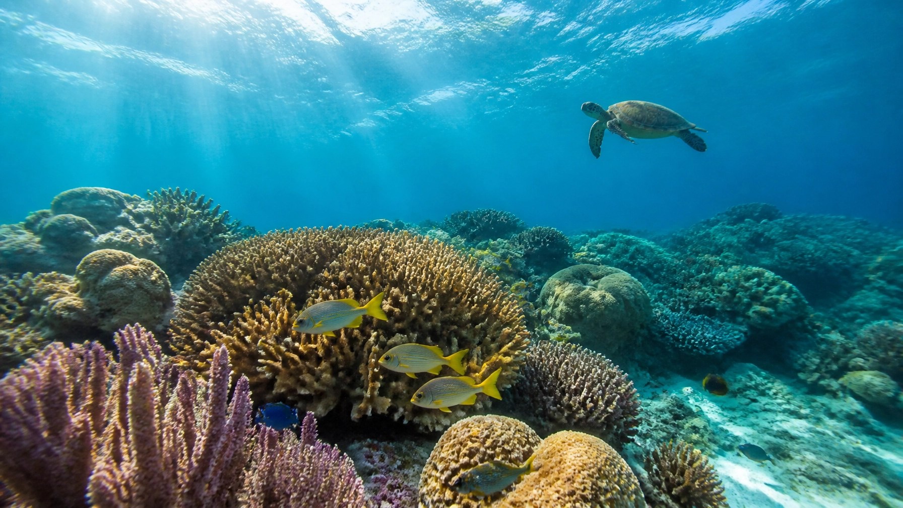 Colorful coral reef and sea turtle in clear Turks and Caicos waters