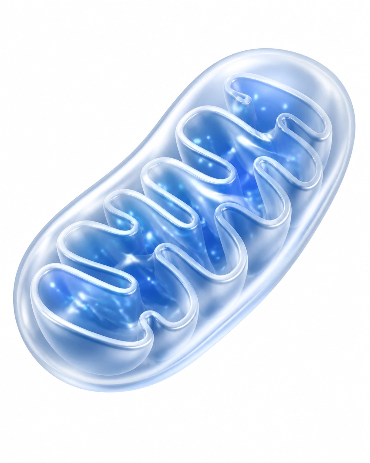 Minimalist scientific illustration of a mitochondria cell organelle
