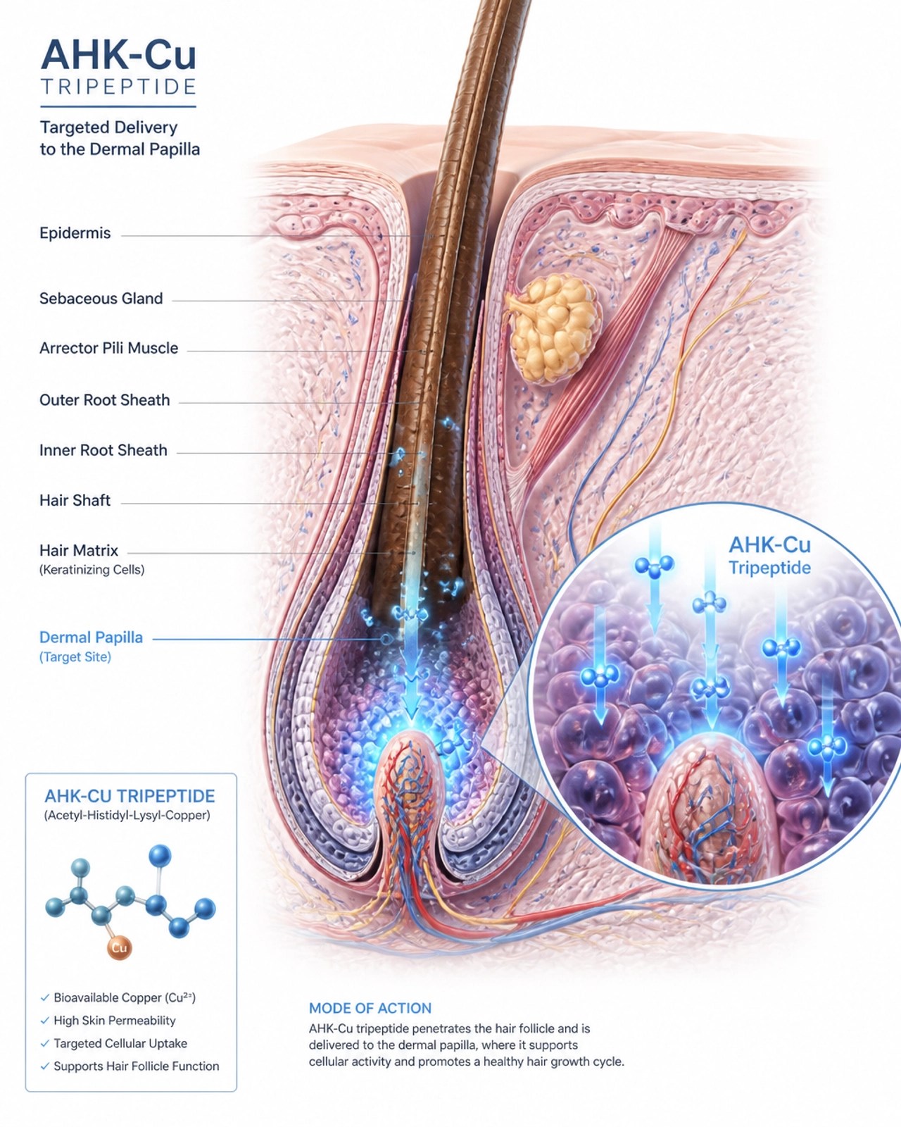 Cellular illustration of AHK-Cu targeting the hair follicle
