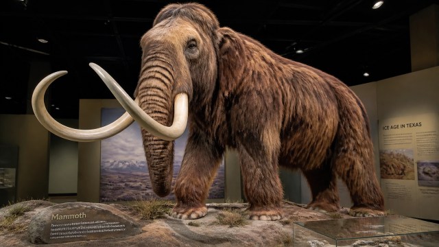 Life-size prehistoric mammal and fossil models on display in the exhibition gallery