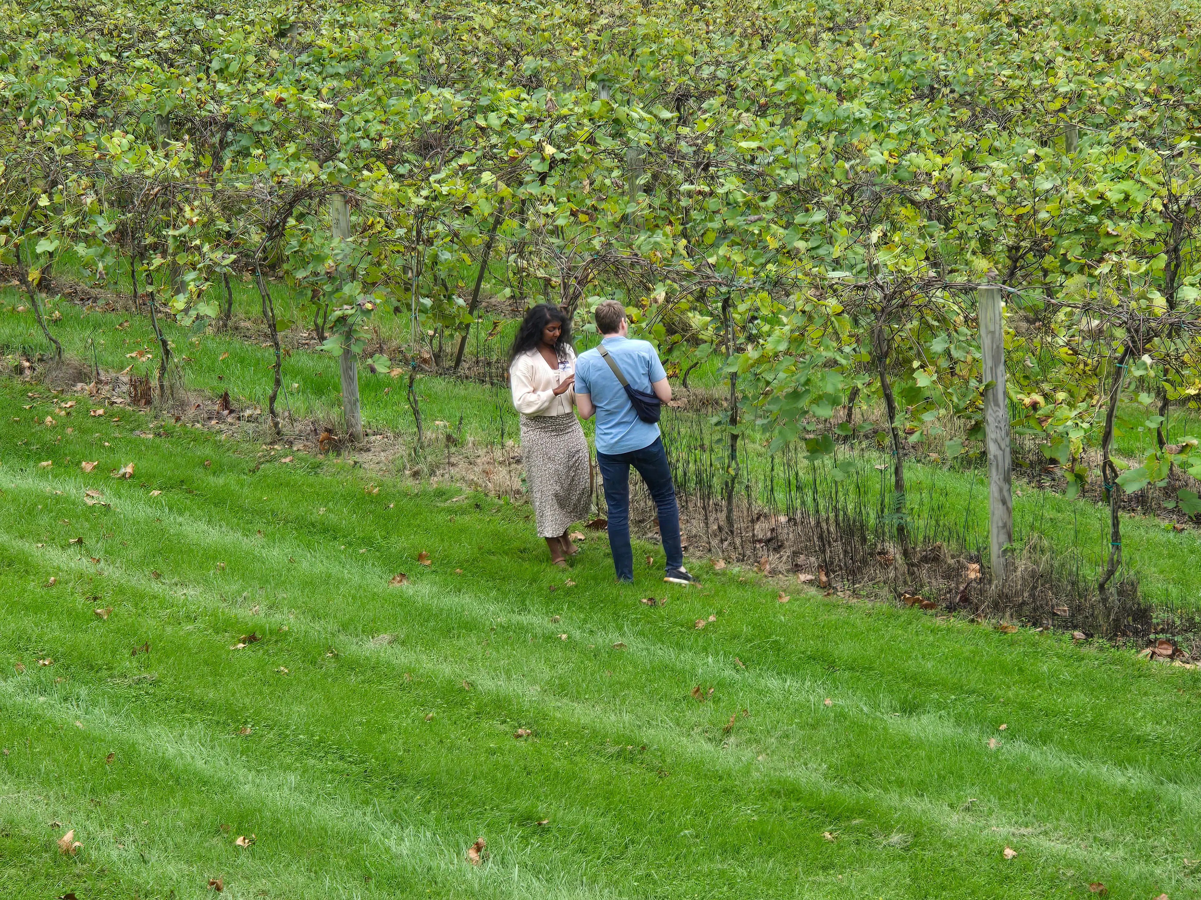 Staff member guiding a guest through the lush vineyard rows