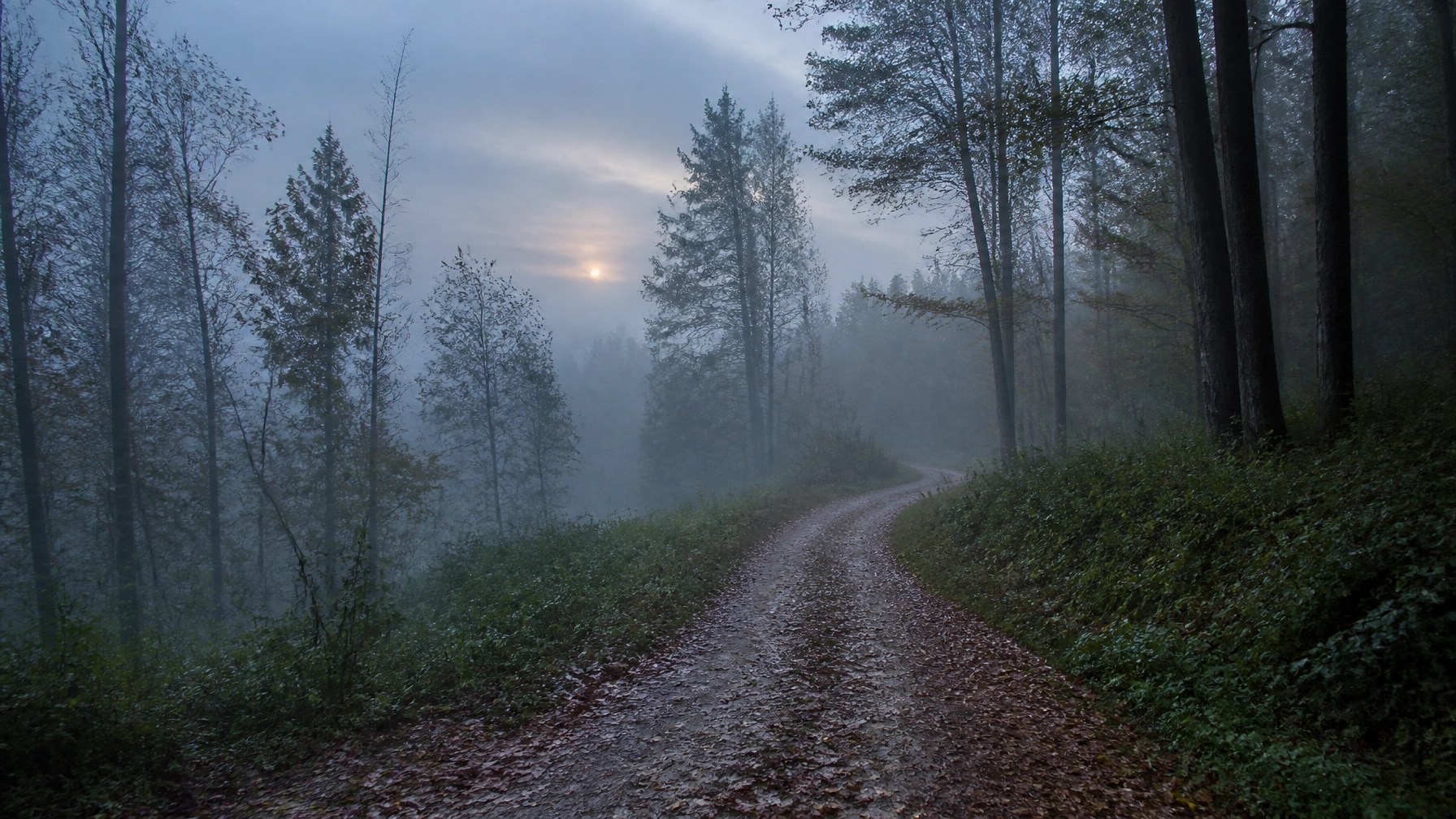 A winding dirt path through a misty woodland, symbolizing the journey of mental wellness.