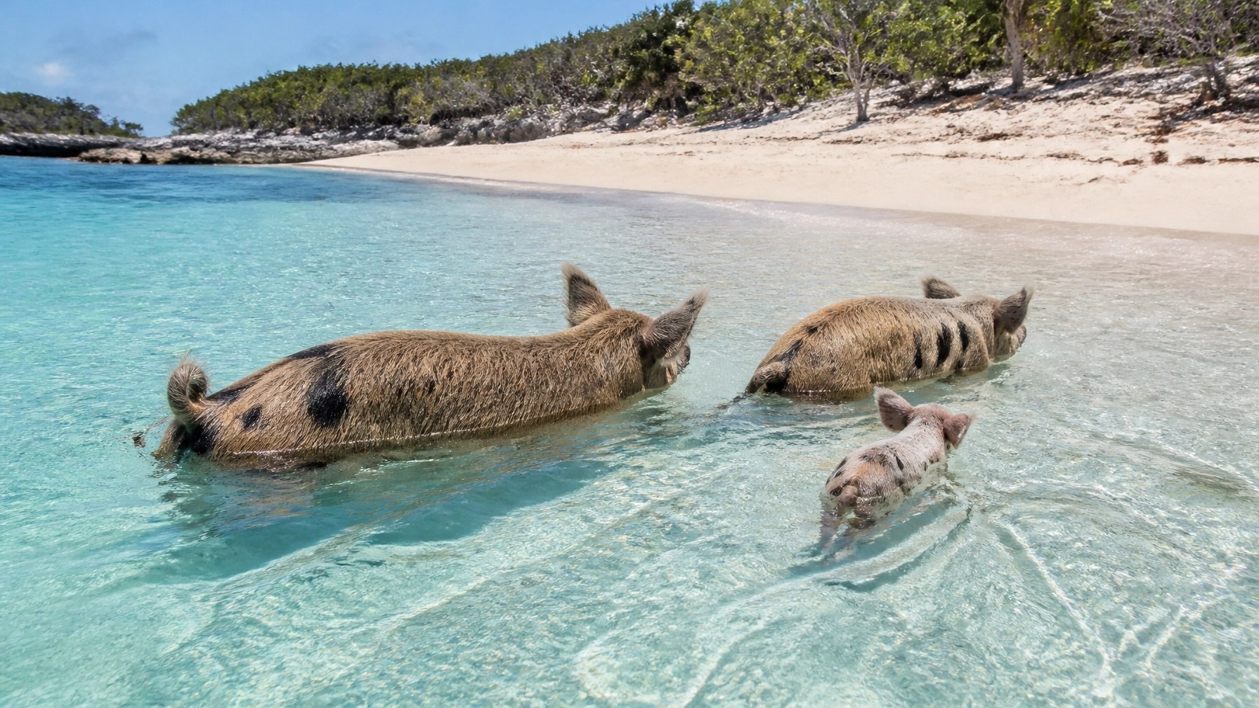 Two swimming pigs and a piglet wading in clear turquoise water beside a sandy Exuma cay