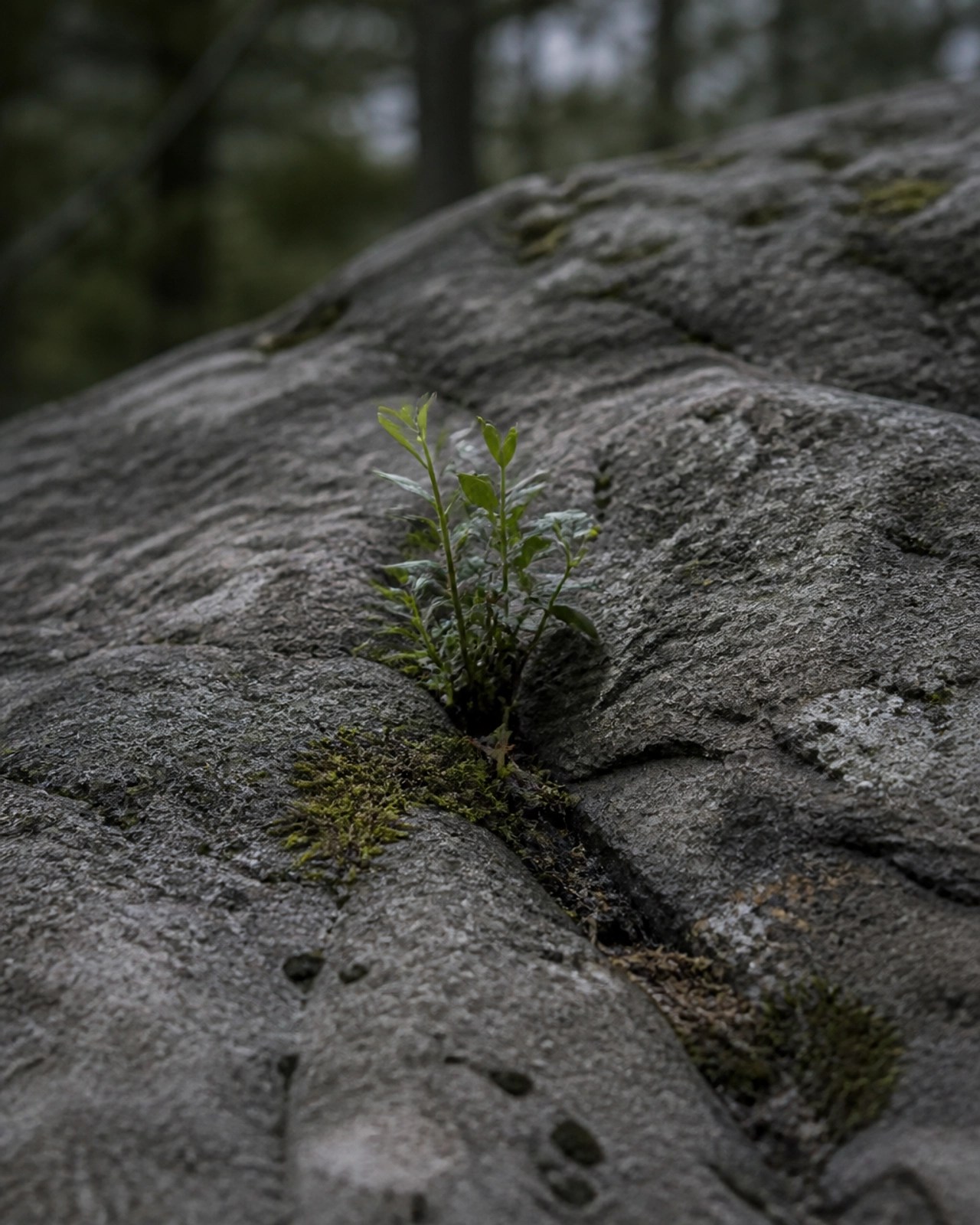 A small green plant growing out of a crack in a large, textured rock, symbolizing resilience and quiet strength.