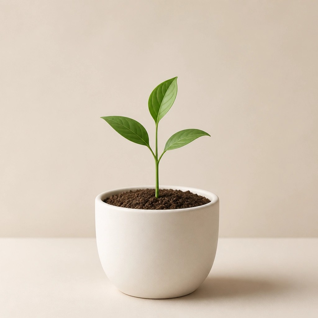 A plant seedling growing in a pot, symbolizing faith growth