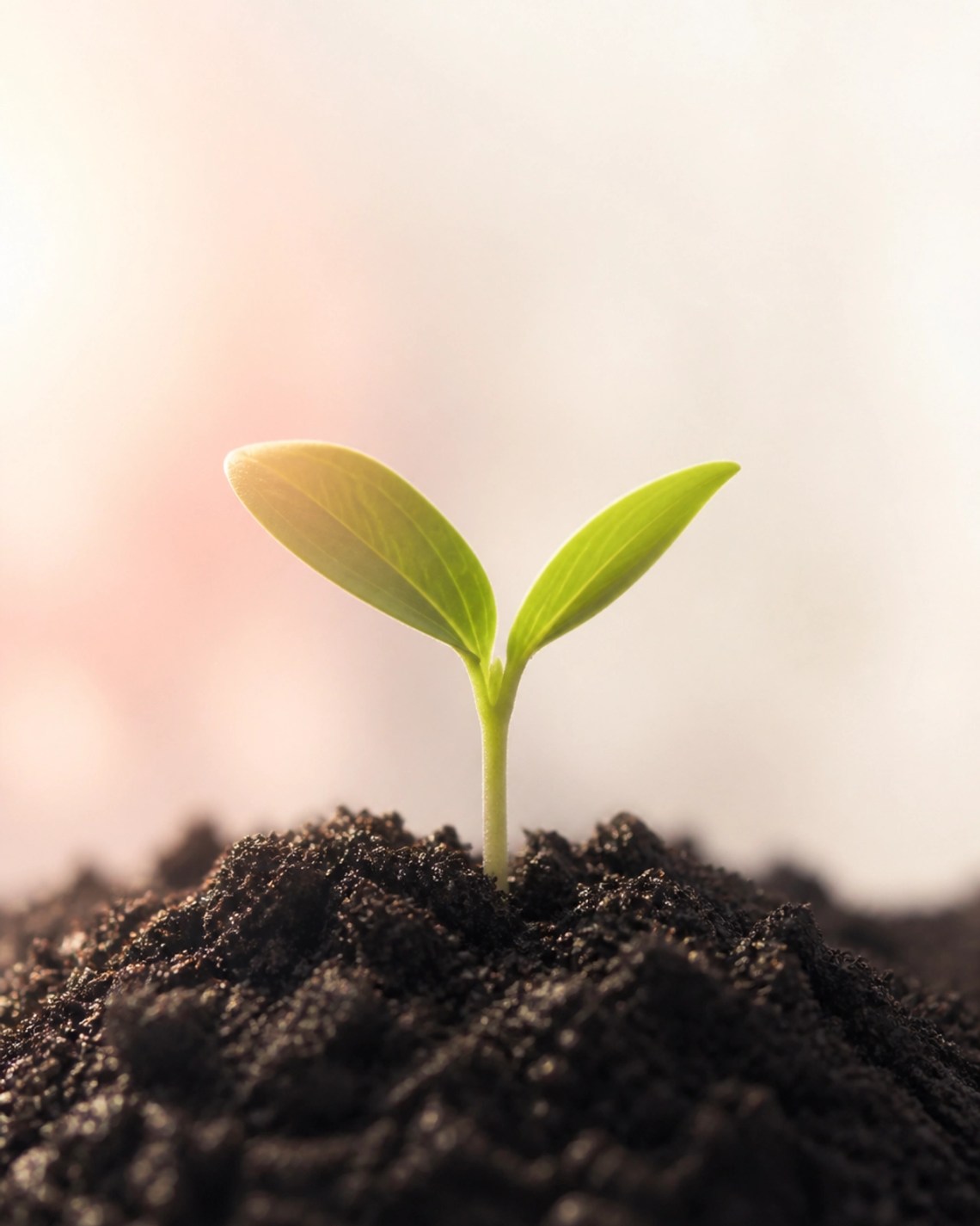 A small green sprout breaking through the soil, representing the hidden growth of God's promises.