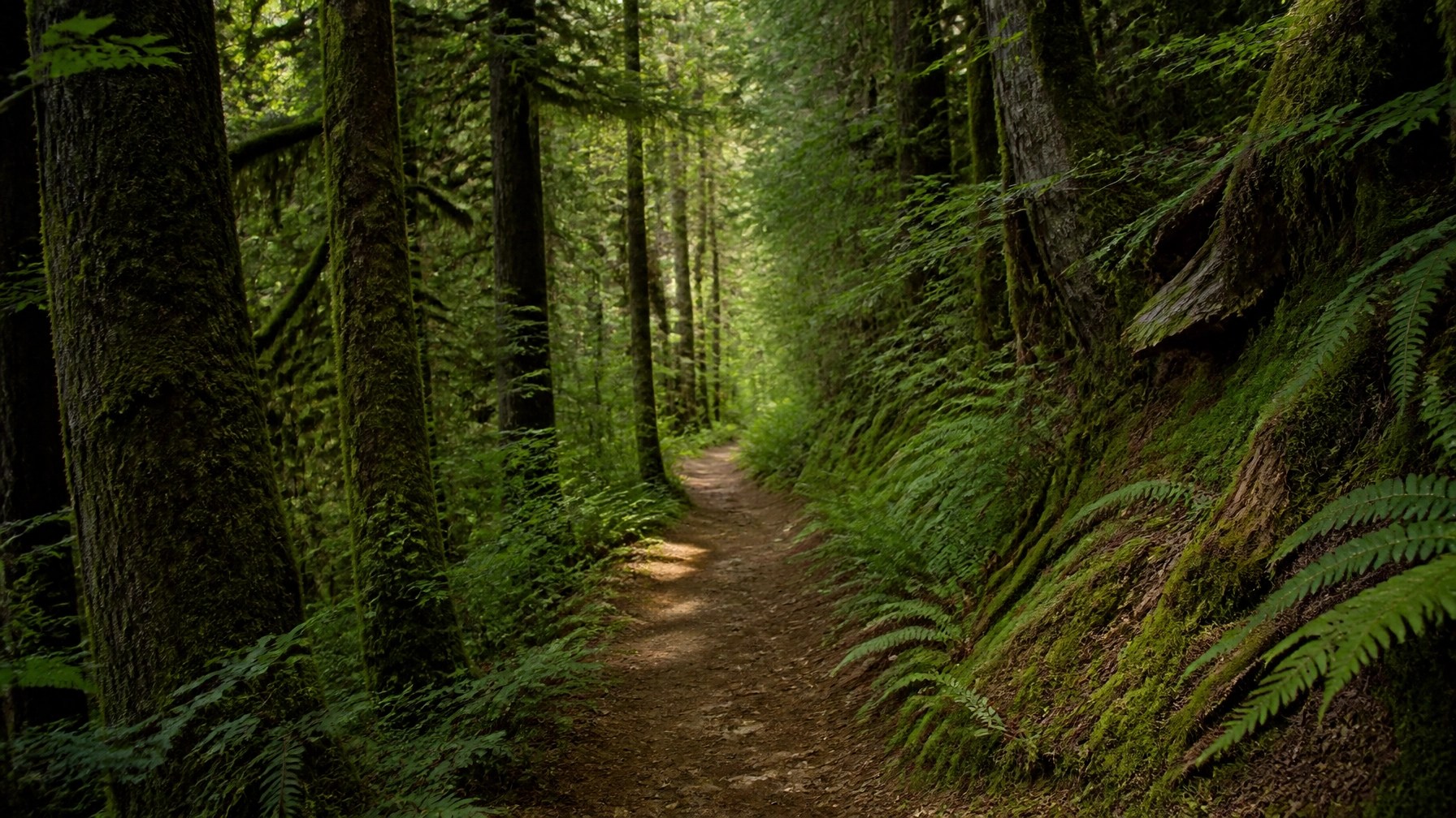 A narrow dirt path winding through a dense, green forest, dappled with soft sunlight.