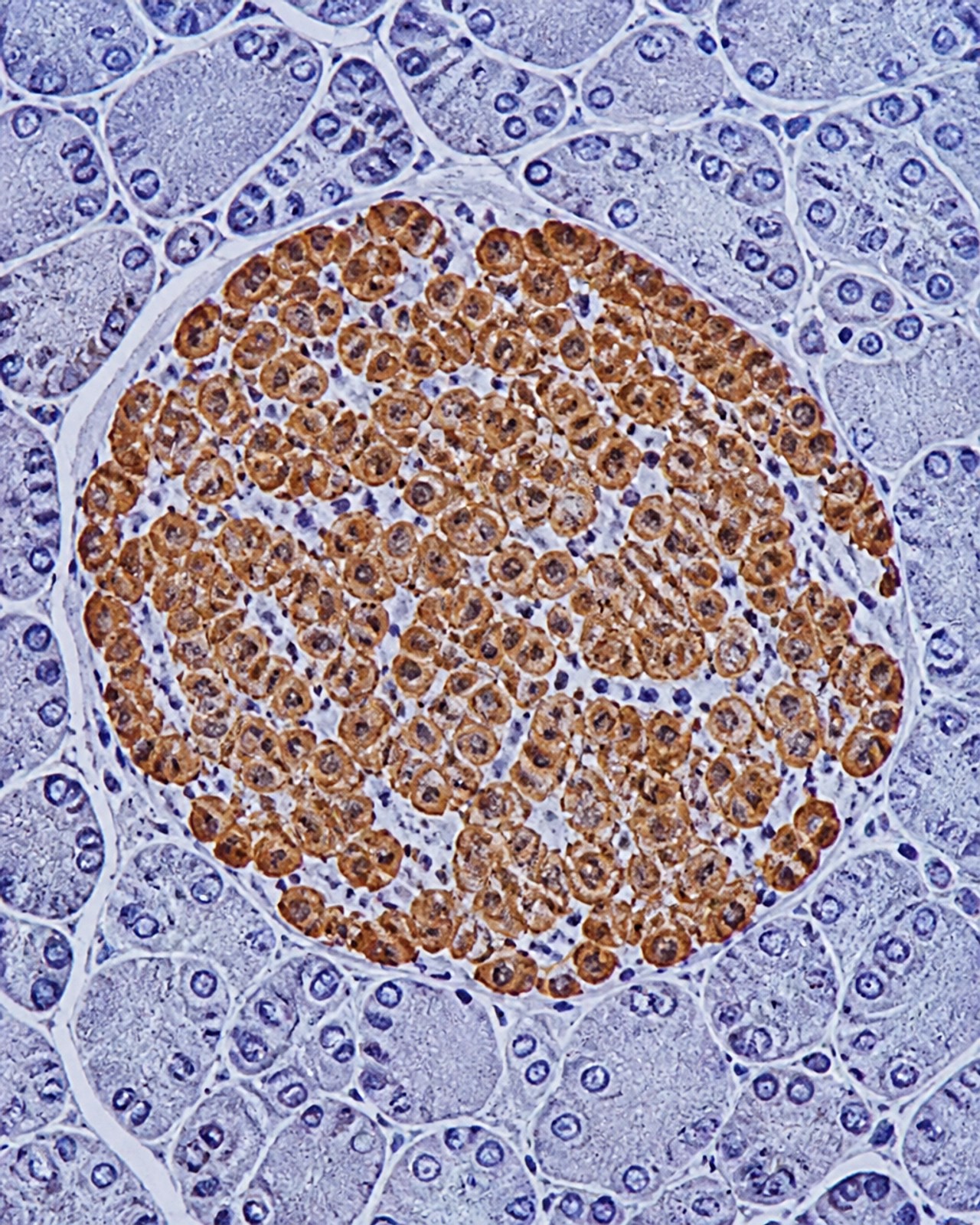 Healthy Pancreatic Tissue at a Microscopic Level