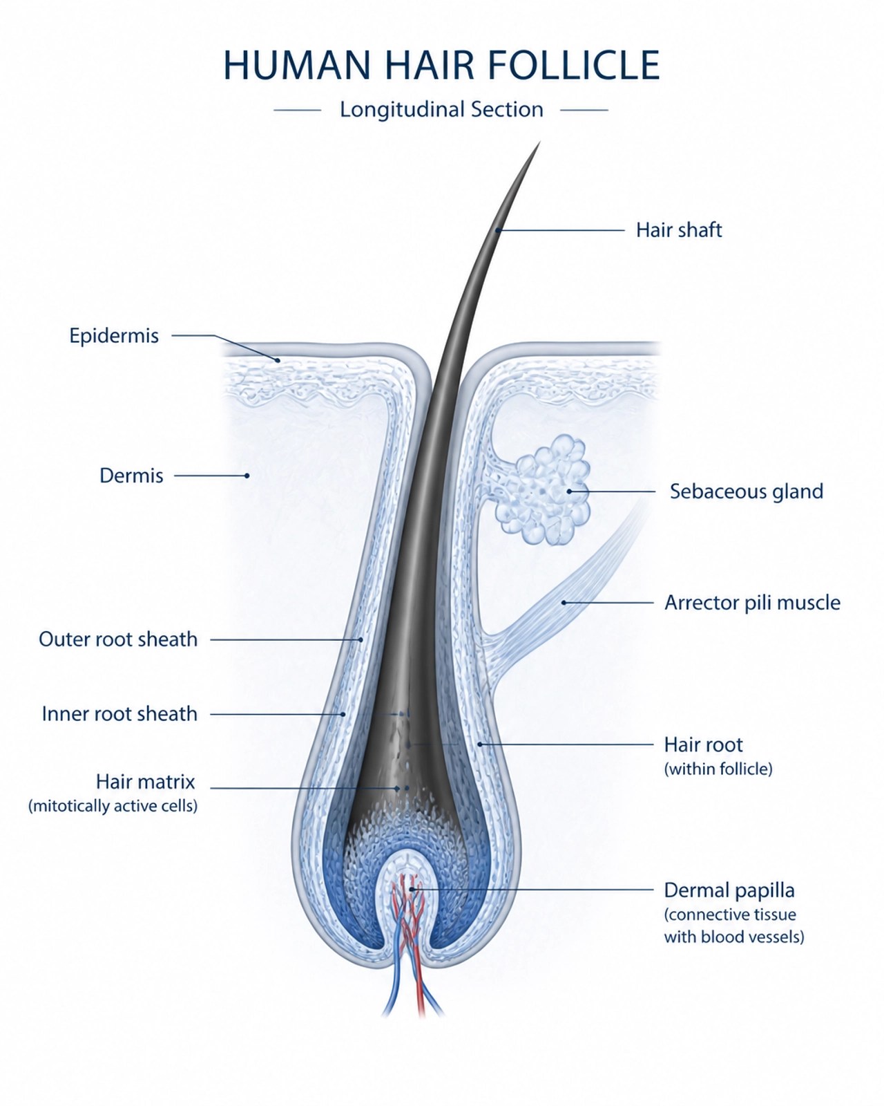 Clinical and minimalistic diagram of a human hair follicle showing the dermal papilla
