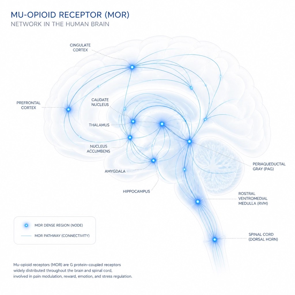 Conceptual illustration of the mu-opioid receptor network in the human brain