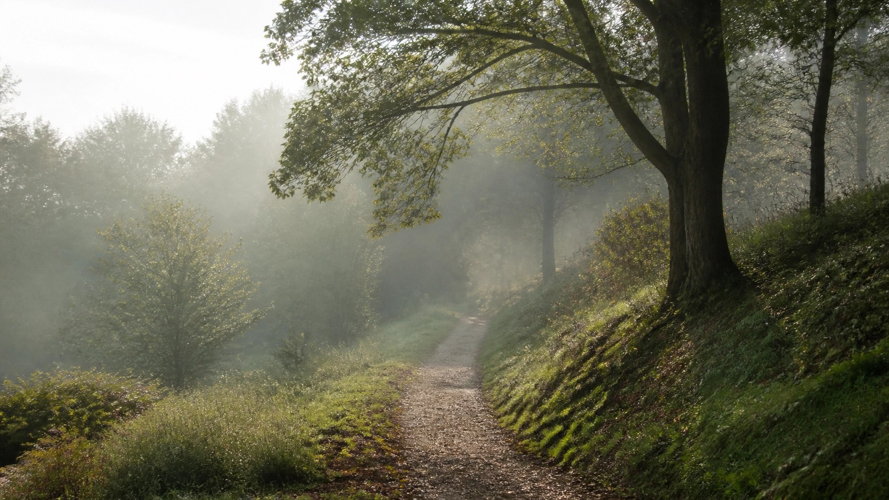 A path winding through a misty forest, symbolizing the journey through difficulty.