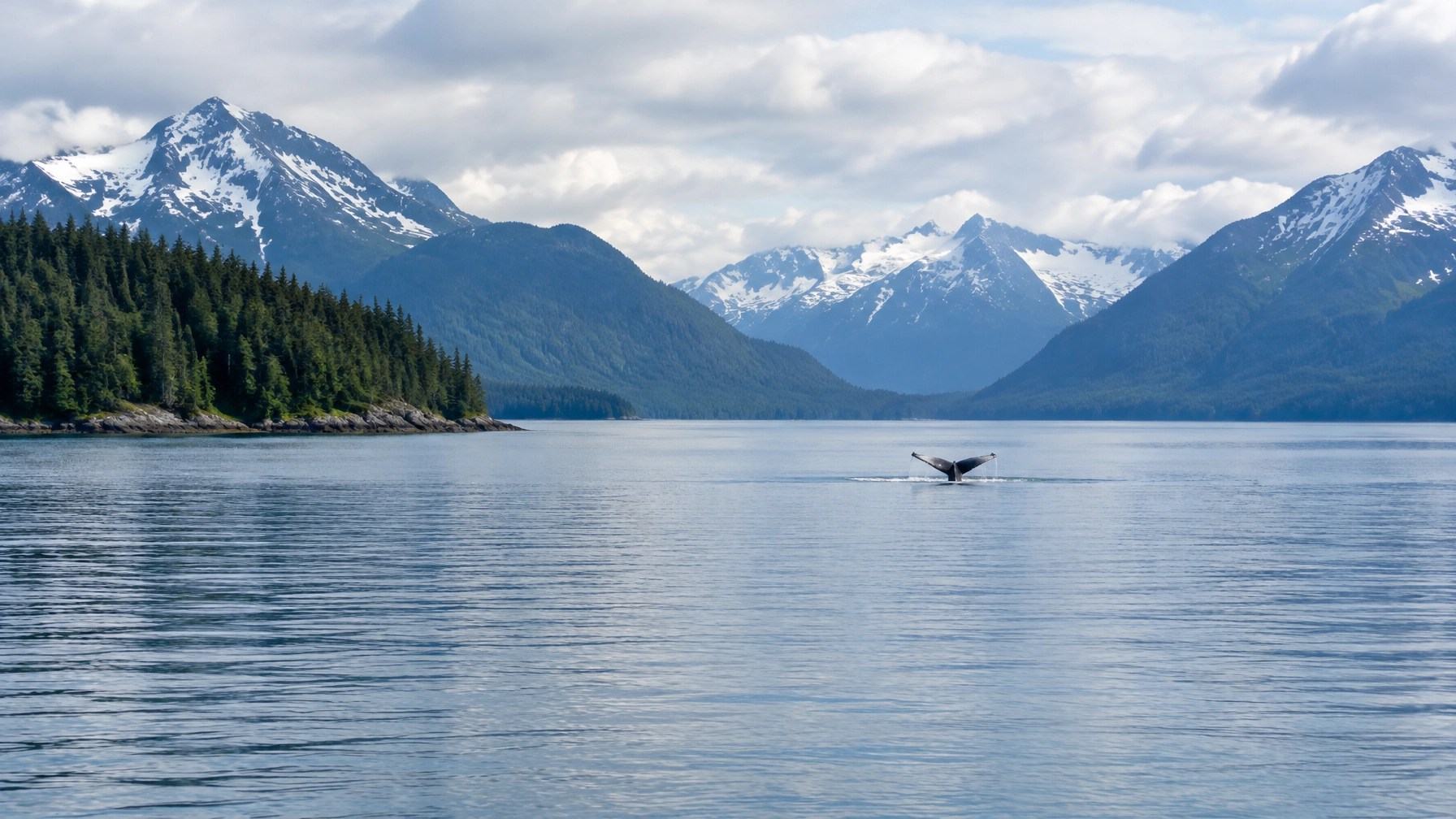 A distant humpback whale’s tail rising above calm Alaskan fjord waters beneath snow-lined mountains