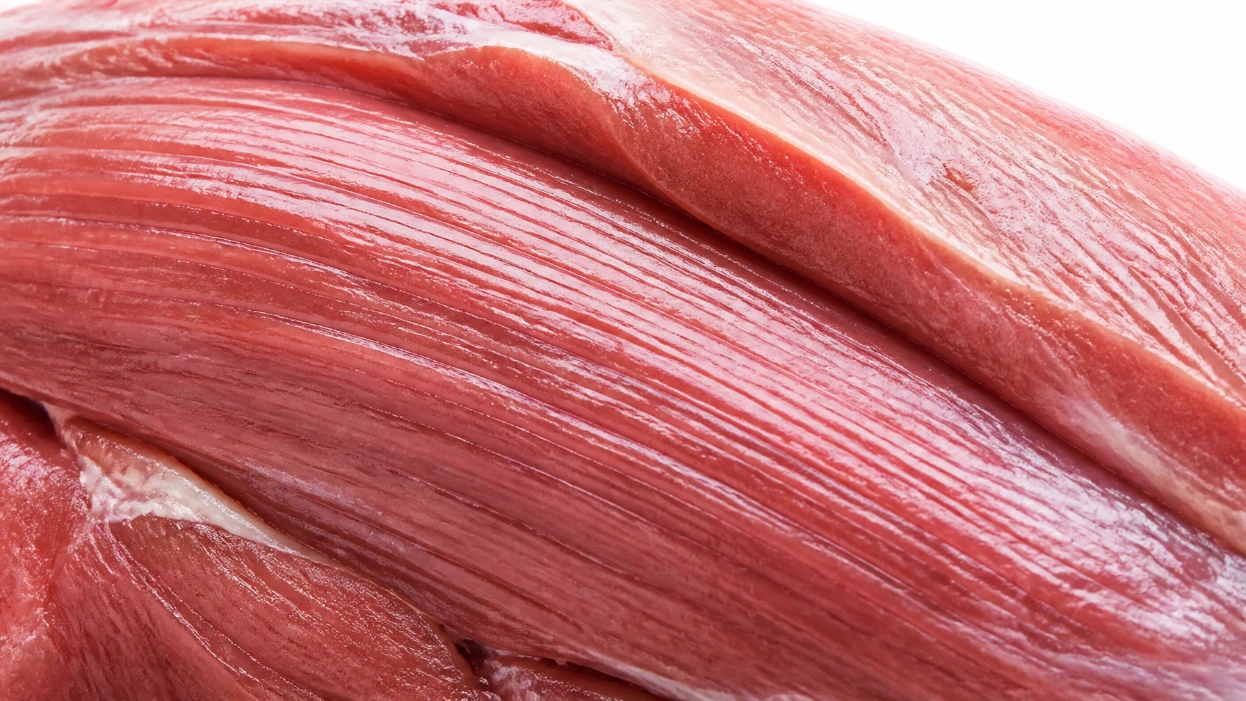 Macro photography of healthy muscle fibers