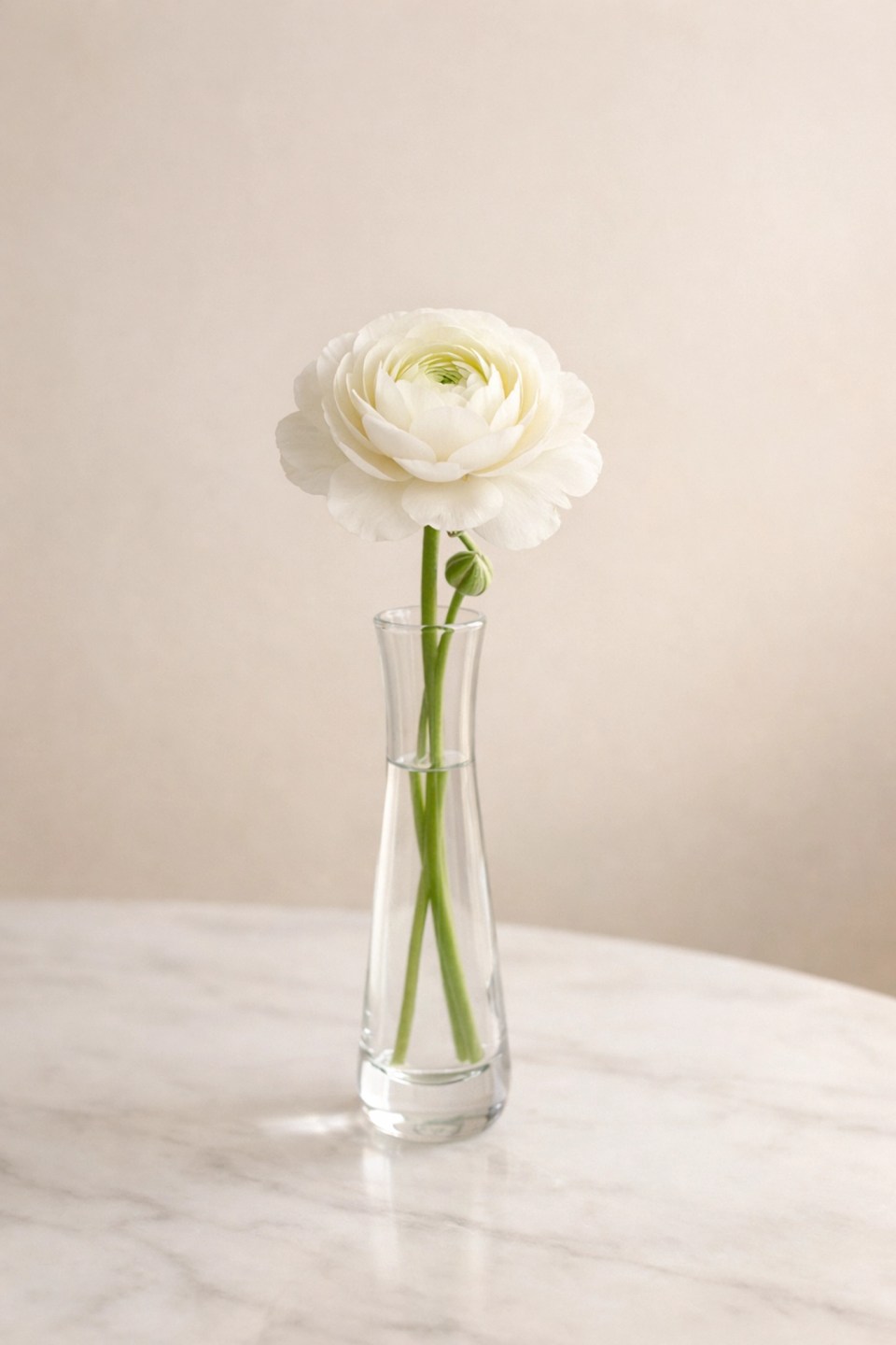 White ranunculus flower in a vase representing the growth and beauty found in a grace-filled lifestyle.