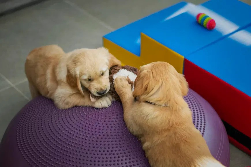 Two playful golden retriever puppies engage with a stuffed toy on a purple balance disc, illustrating a vibrant, interactive pet care environment.