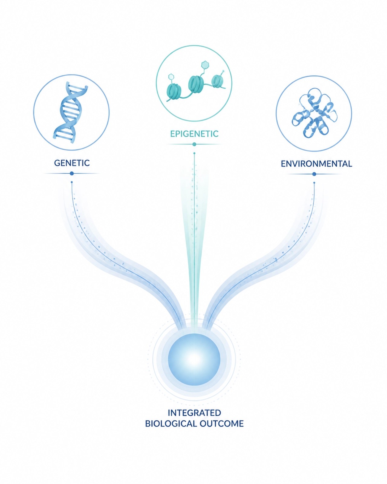 Minimalist medical illustration showing three biological pathways merging into one glowing center.