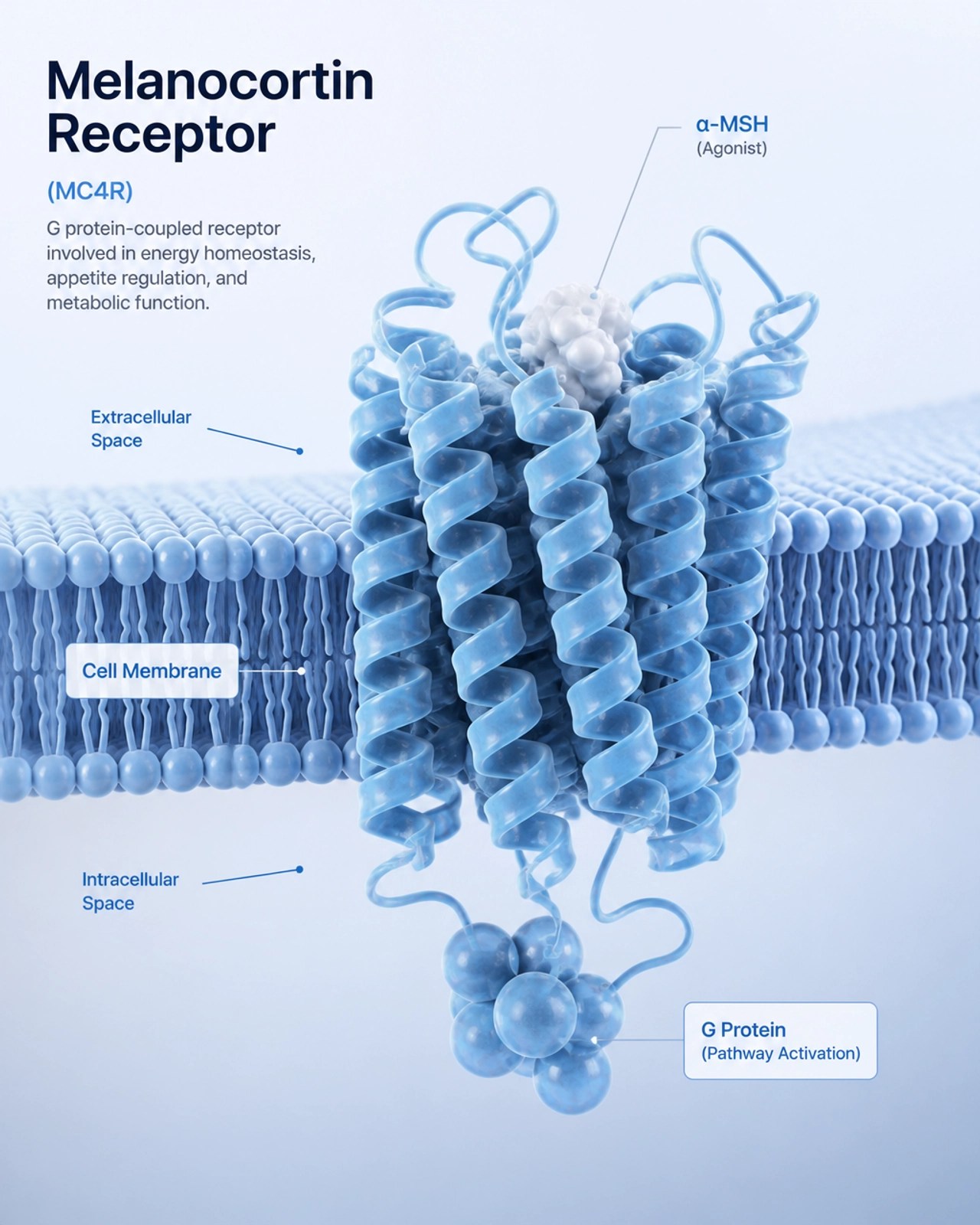 Scientific illustration of a Melanocortin receptor on a cell surface