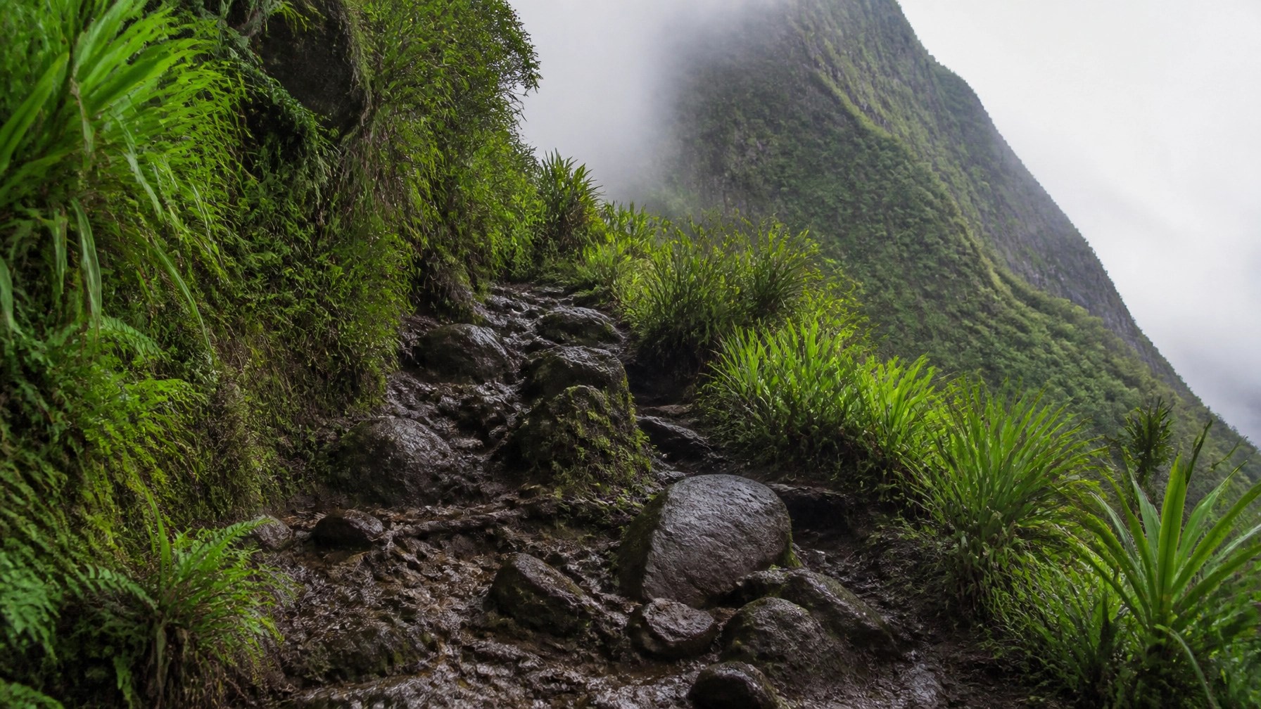 Panoramic view of Petit Piton and turquoise ocean from the summit of Gros Piton in Soufrière, St. Lucia.