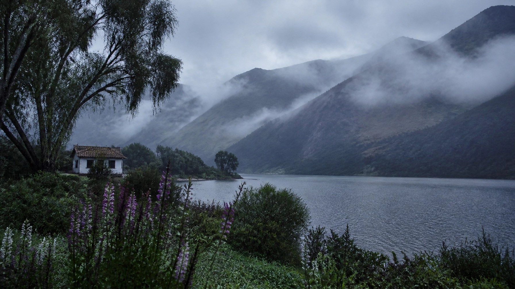 Paisaje andino colombiano bajo la neblina matutina