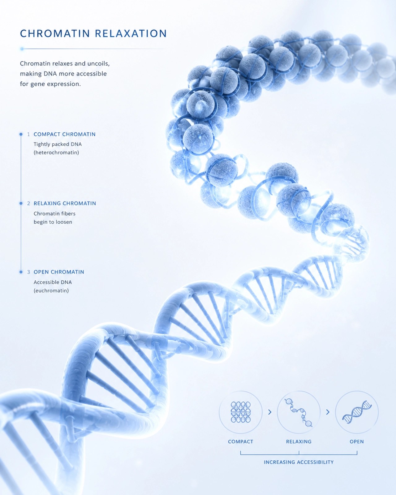 Conceptual illustration of DNA strands uncoiling, representing chromatin relaxation