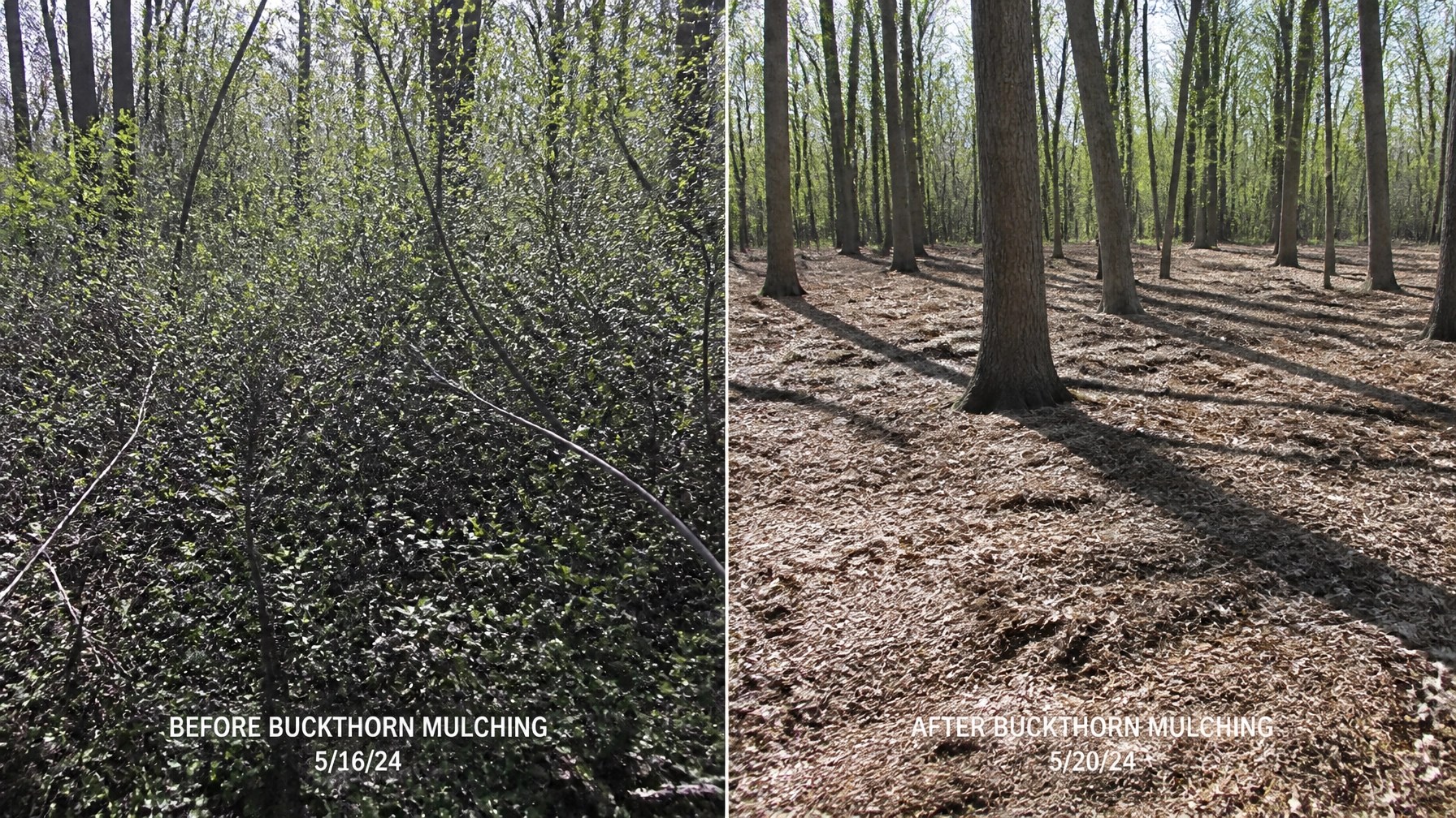 Authentic before-and-after field photography from a Wisconsin hunting property showing dense buckthorn on one side and a freshly mulched forest floor with open hardwood canopy on the other, captured in natural daylight with slightly imperfect documentary framing, visible wood chips, brush, and real ground conditions, with no polished CGI aesthetic.