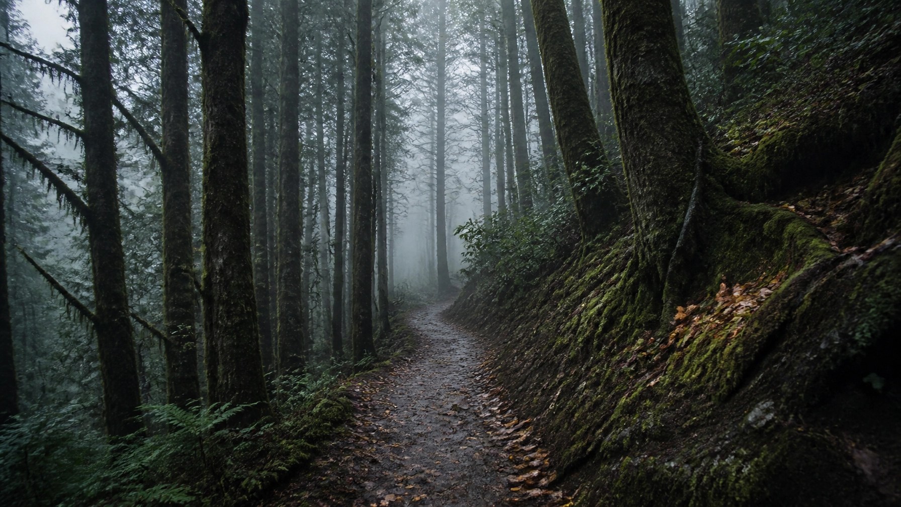A narrow dirt path leading through a misty, moss-covered forest