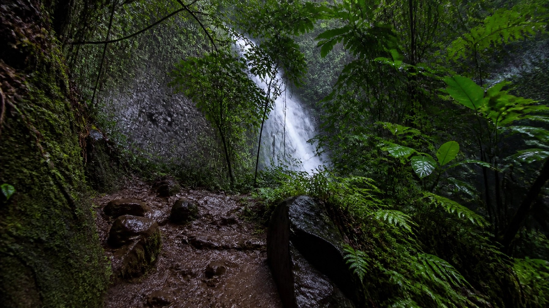 Hidden tropical waterfall surrounded by lush jungle and volcanic basalt in the St. Lucian rainforest.