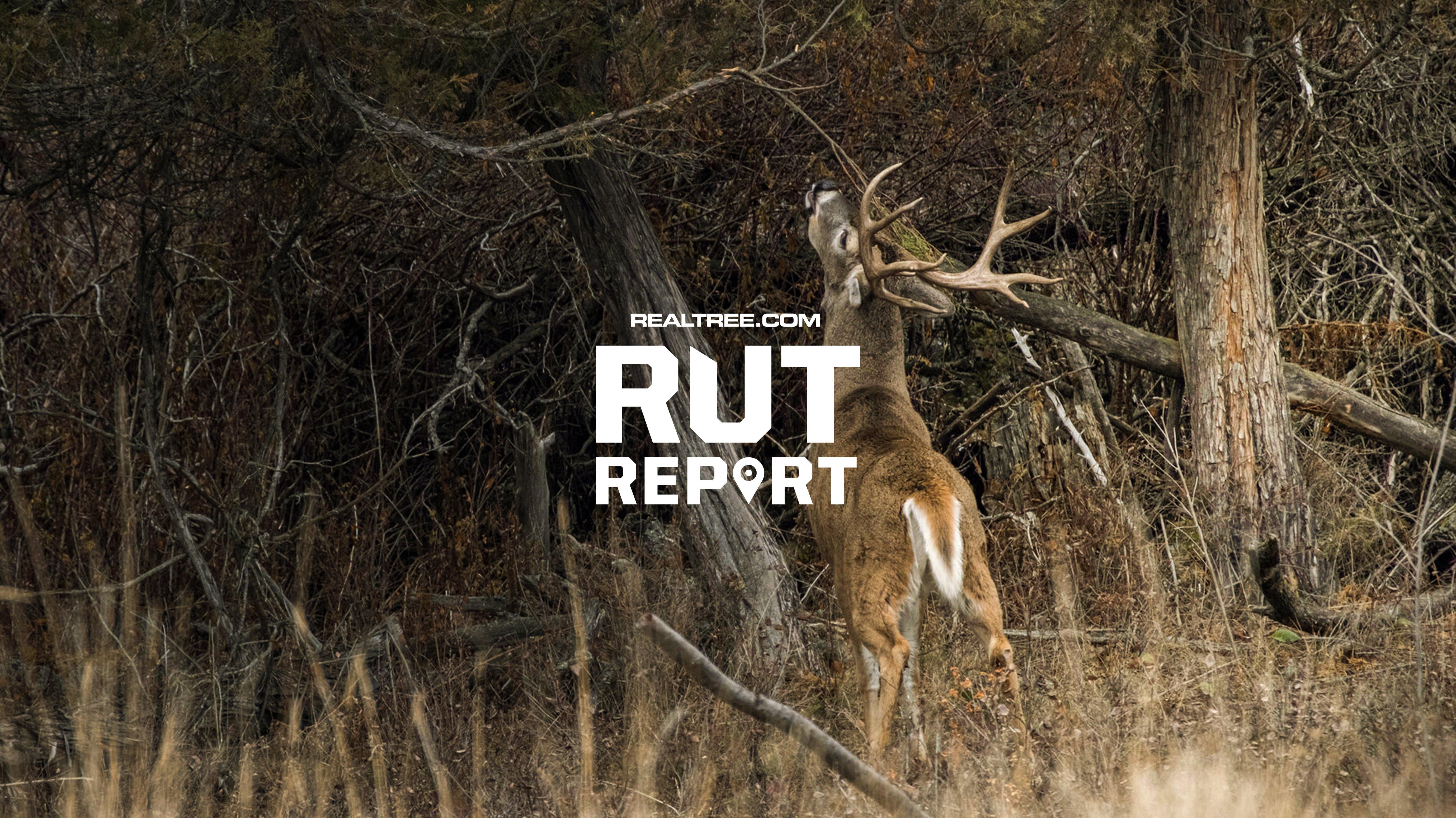 Kentucky Duck Weasyl - Classic Light Photo - 4K