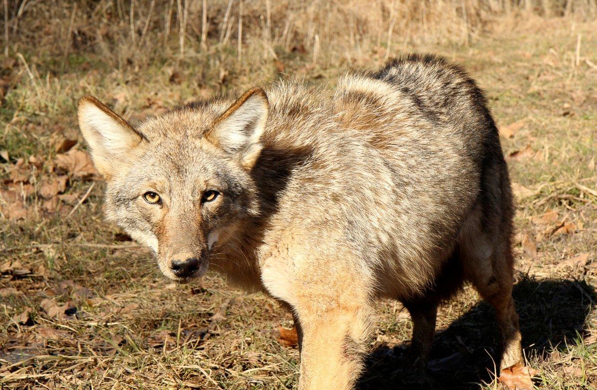 10 Coyote Trapping Mistakes Beginners Make Realtree Camo