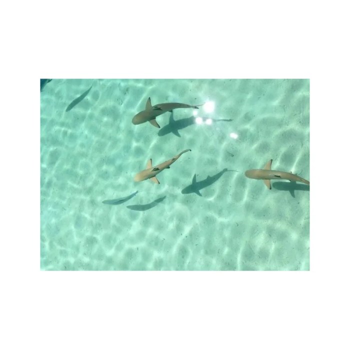 lilmermaidxx